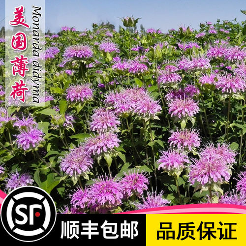 层花美国薄荷种子Monarda柠檬千层薄荷荷水苏鱼香草籽盆栽春秋播