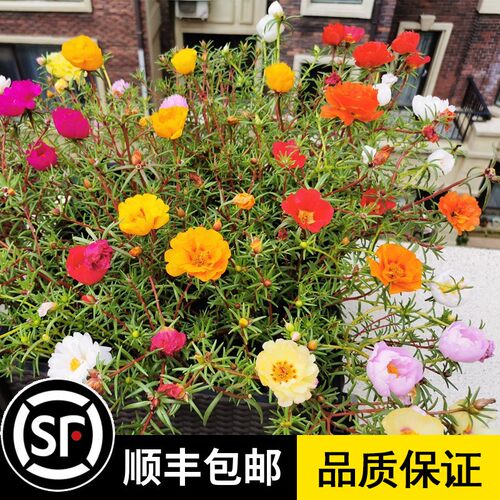 mrgardener园丁先生旗舰店