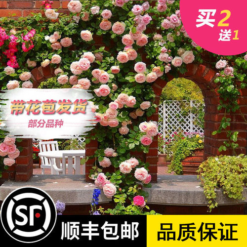 藤本月季花苗特大花浓香庭院植物