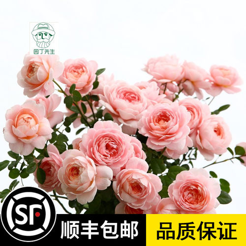 瑞典女王月季花苗阳台庭院玫瑰盆栽绿植地栽花卉大花浓香灌木花苗