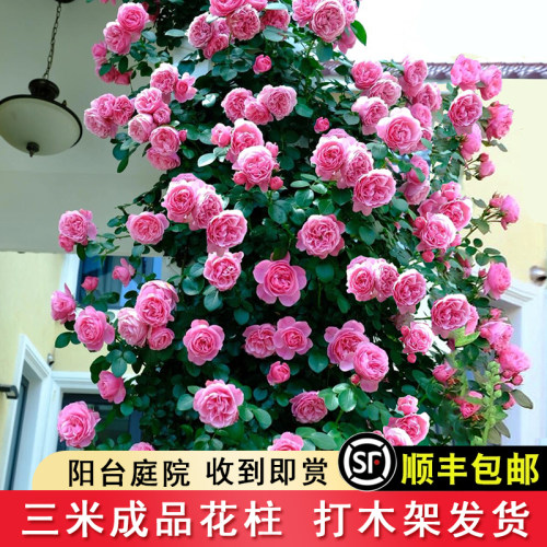 龙沙宝石大藤本月季蔷薇花柱爬藤植物庭院阳台花卉攀援开花玫瑰苗