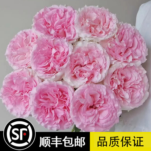 欧洲月季 品质保证 花期带花发货