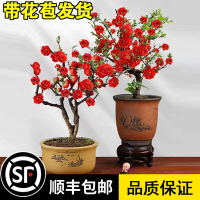 海棠花盆栽树苗庭院老桩室内重瓣观赏花卉阳台盆景耐寒旱植长寿冠