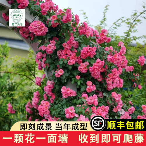 欧洲月季 保证品种 花期带花 原土发货