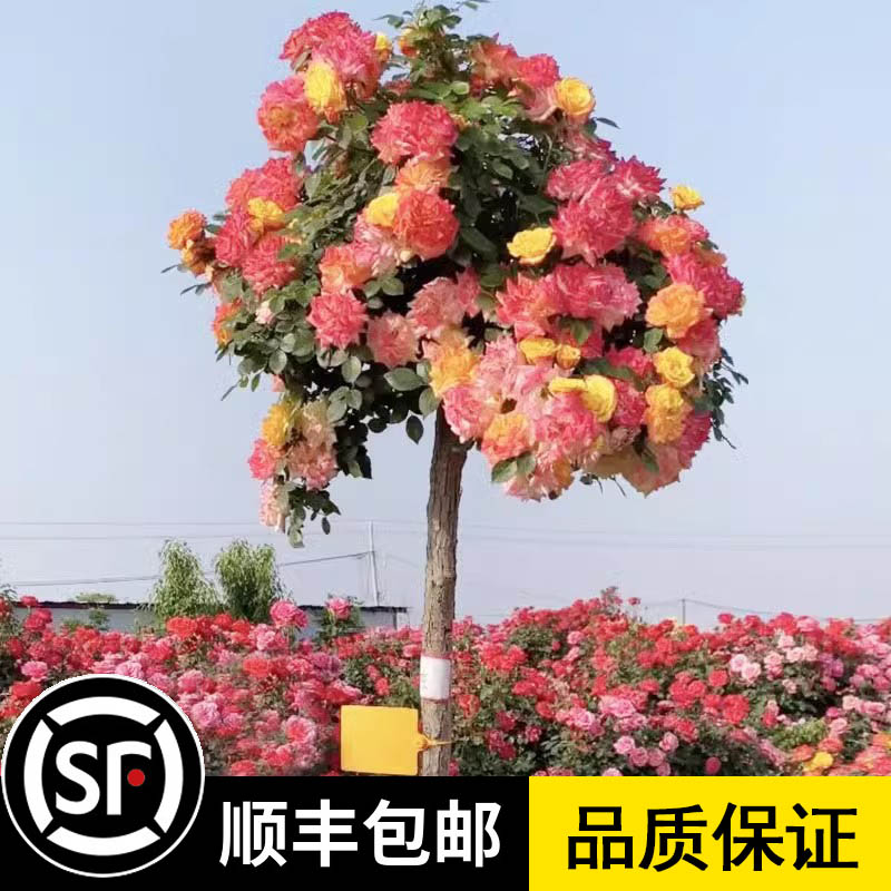 藤彩虹棒棒糖树桩月季苗玫瑰花树苗盆栽四季阳台庭院浓香花卉植物