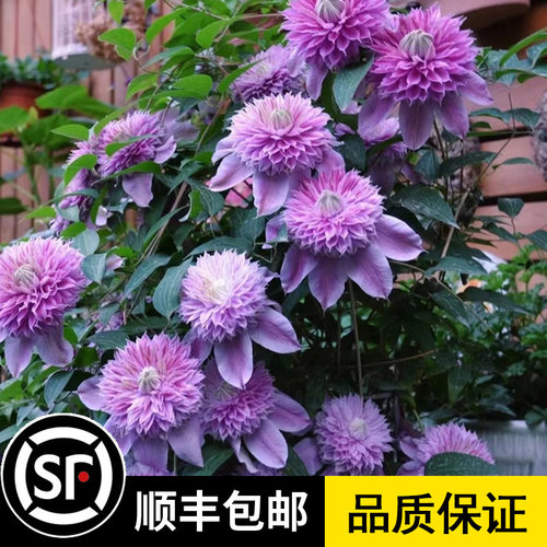 铁线莲花苗盆栽爬藤植物乌托邦大苗空小苗琉璃重瓣铁线莲带花苞