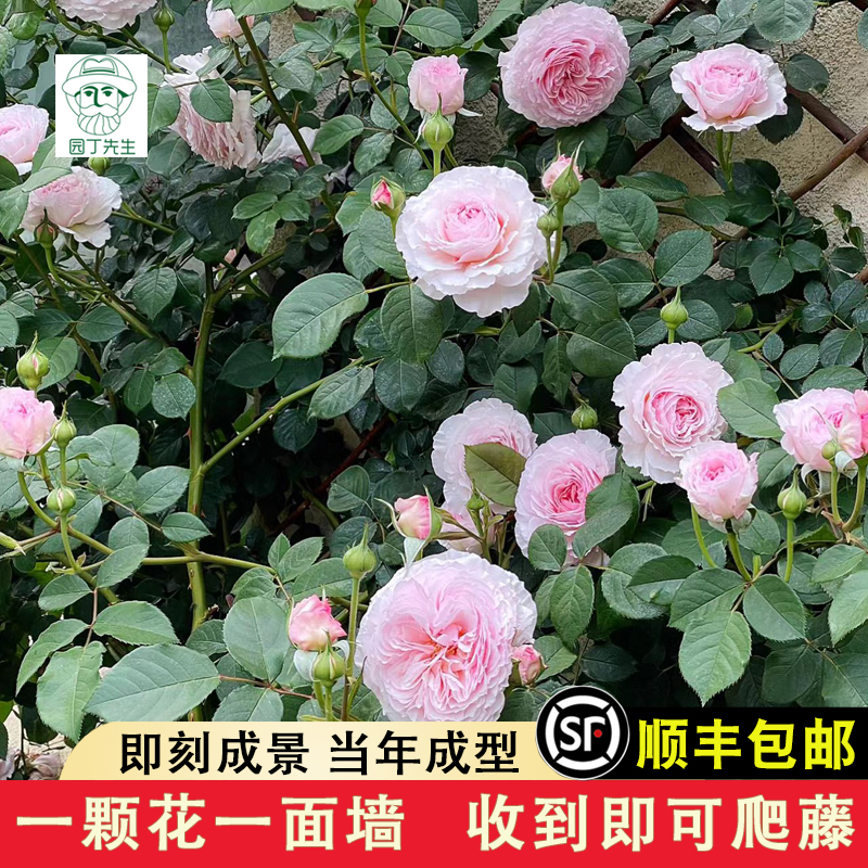 詹姆斯高威月季花苗爬藤无刺蔷薇阳台庭院耐阴藤本四季开大花浓香 鲜花速递/花卉仿真/绿植园艺 月季/蔷薇/玫瑰 原图主图