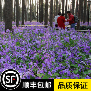 二月兰花种子四季种易活二月兰花籽多年生宿根诸葛菜种子耐阴耐寒