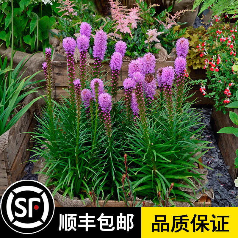 蛇鞭菊种子春秋播种观花种子多年生景观绿化花籽切花花卉花种籽子