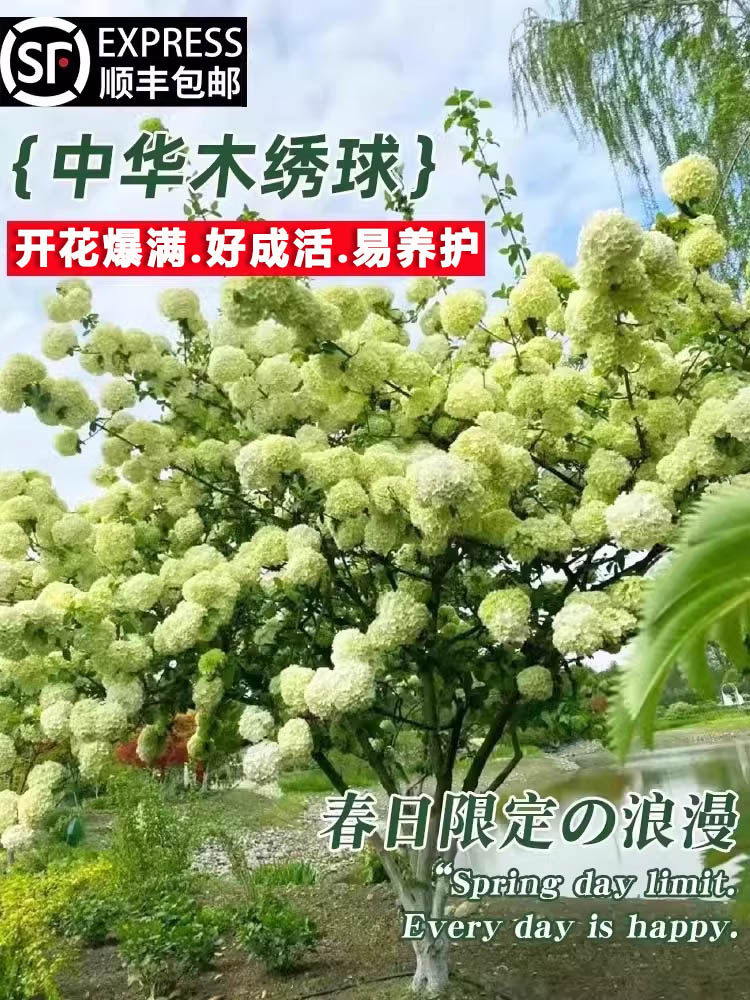 中华木绣球树苗庭院室外地栽斗球麻球耐寒绣球花木本老桩植物盆栽