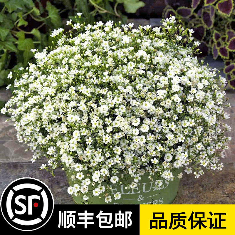 满天星花种子四季种开花不断易活花种籽子麦蓝菜花籽庭院室外包邮