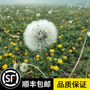野生蒲公英种子多年生野菜婆婆丁黄花地丁四季播可食用药用种籽孑