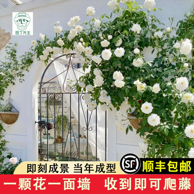 藤冰山白色月季花苗大型藤本阳台庭院四季爬藤蔷薇玫瑰大苗长势快