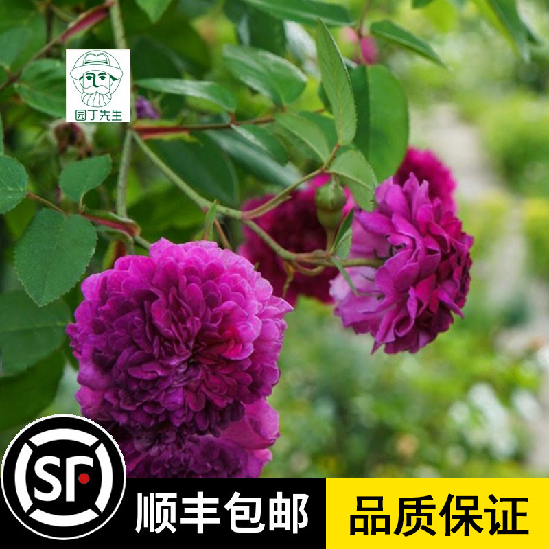 月季花苗【紫玉】多季勤花当年开花庭院阳台盆栽爬藤蔷薇花苗花卉