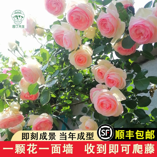 粉色龙沙宝石藤本月季爬藤蔷薇花苗大花浓香花卉耐寒庭院爬墙植物