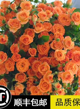 橙色芭比阳台盆栽月季庭院地栽耐寒耐旱抗病勤花切花玫瑰分枝性好
