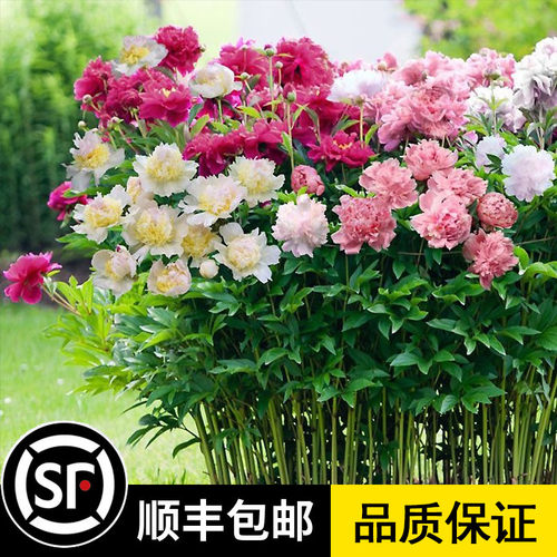 庭院花海  观花植物 四季播种 多季节开花