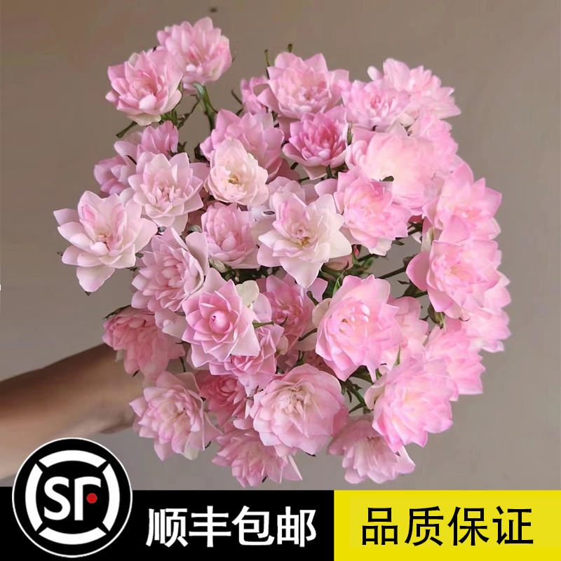 天荷繁星月季花苗微型灌木多头勤花盆栽浓香阳台庭院玫瑰地栽花卉