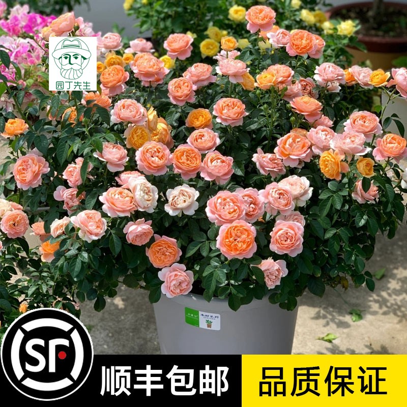 果汁阳台月季花苗带花苞浓香特大花庭院阳台花卉盆栽玫瑰四季开花