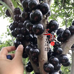 台湾嘉宝果树苗 树葡萄苗 台湾树葡萄四季南方 加宝果树 果树果苗