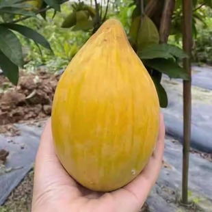 正宗燿堂仙桃苗 木瓜仙桃苗鸡蛋果苗 蛋黄果苗嫁接果树苗盆栽地栽