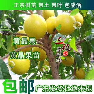 台湾果树黄晶果苗黄金果树苗盆栽雅美果亚美果加蜜蛋黄果包邮