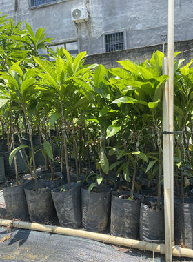 Ross Sapote 大果湿包罗斯果榴莲味蛋黄果苗嫁接果树苗带土带叶子