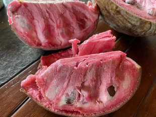 新品种红皮红肉异叶依拉玛释迦苗草莓味释迦苗嫁接果树苗带土发货