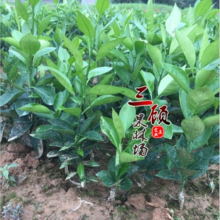 沃柑嫁接苗 当年结果盆栽果树苗 091无籽沃柑苗 台湾沃柑苗