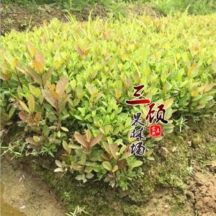 番石榴实生苗 芭乐实生苗 番石榴占木小苗 实生苗 嫁接番石榴小苗
