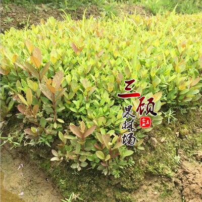 实生苗番石榴嫁接实生苗