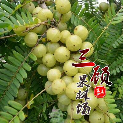 特大油甘苗甜种余甘果嫁接玻璃
