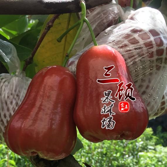 莲雾果树苗台湾黑金刚嫁接