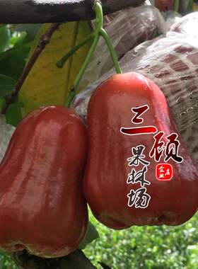 莲雾果树苗台湾黑金刚嫁接