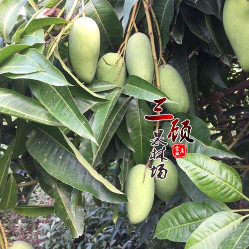 四季嫁接庭院阳台盆栽地栽芒果苗