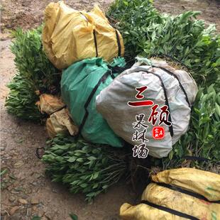 沙糖桔苗 嫁接无核砂糖橘苗砂糖桔苗沙糖橘苗果树苗庭院盆栽地栽