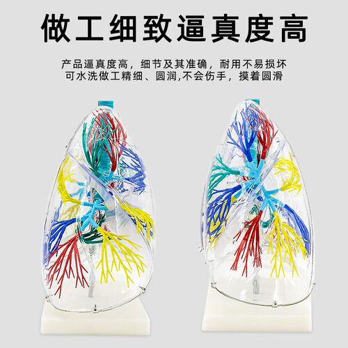 肺模型透明肺段解剖模型左右两肺支气管树结构造呼吸系统教学CC08