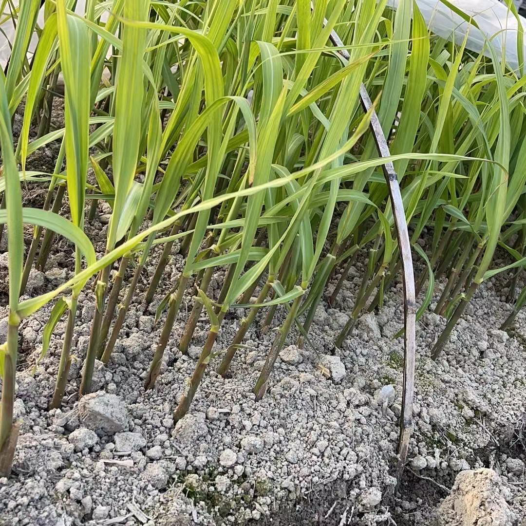 南北方易种植的陶山青皮甘蔗种苗脆皮甘蔗苗尾巴树四季可种植10颗