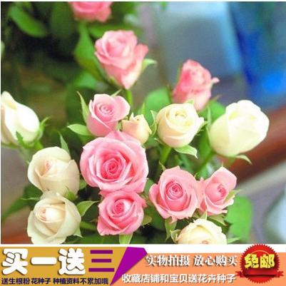 四季易播紅玫瑰花種籽綠植庭院室內盆栽花卉鮮花陽臺種子芳香植物