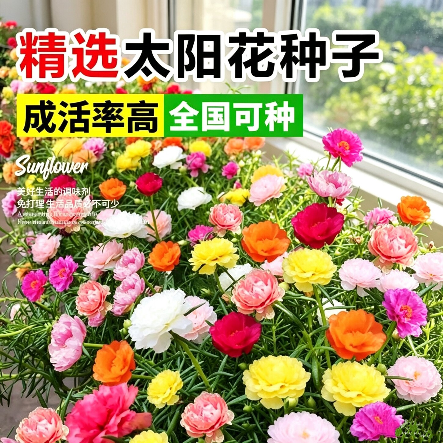 四季播种多年生重瓣太阳花种子