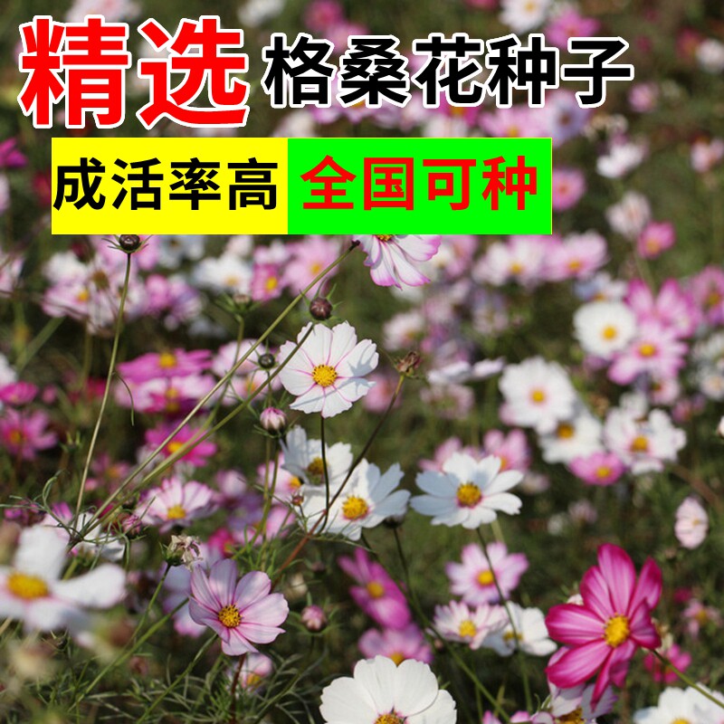 四季播种波斯菊花种子格桑花种籽家庭园艺种子