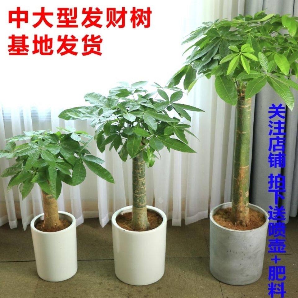 发财树盆栽室内客厅大型植物摆设乔迁送礼桌面中小盆景绿植办公室