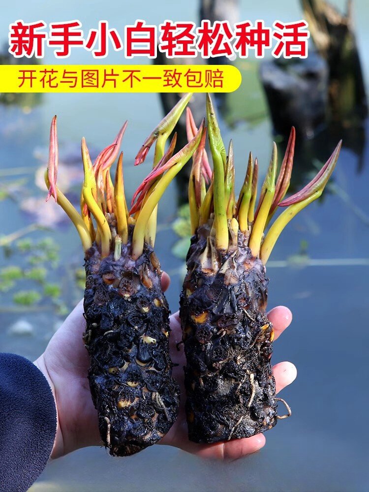 睡莲水培植物带花苞四季水养荷花水莲花盆栽花卉水池塘大睡莲根块