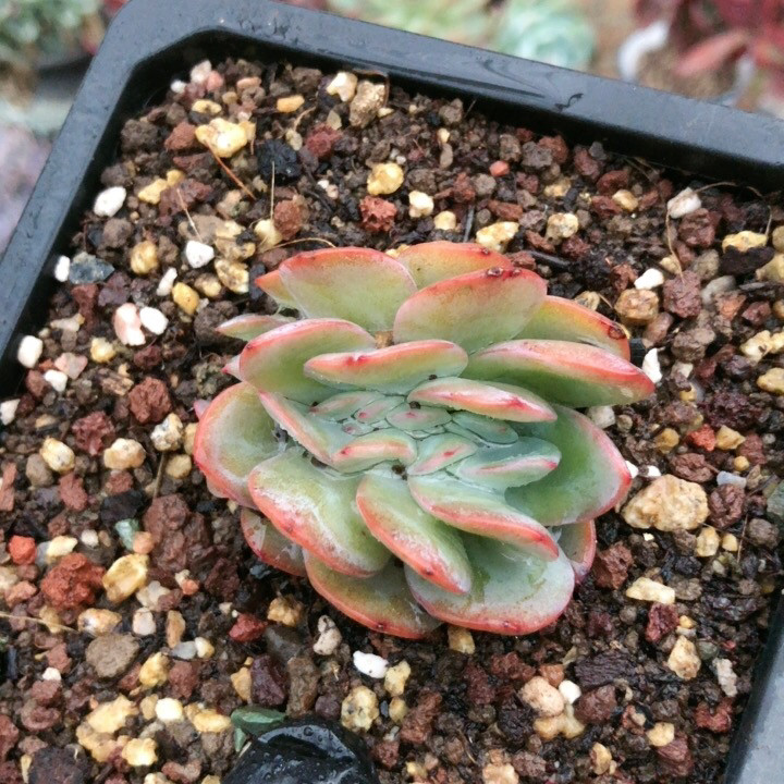 多肉植物  布鲁兰缀化 精品盆栽绿植花卉室内阳台桌面防辐射