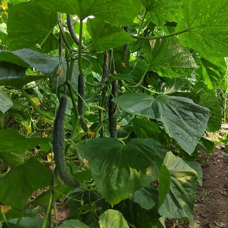 时令蔬菜6斤，豆角、黄瓜、芹菜、生菜、蒿子杆、小油菜等