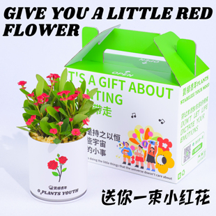 氧植青年虎刺梅盆栽礼盒四季开花室内桌面绿植礼物办公室装饰盆栽