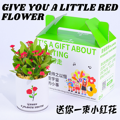 氧植青年虎刺梅盆栽礼盒四季开花室内桌面绿植礼物办公室装饰盆栽