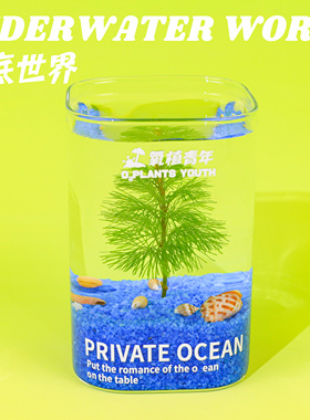 氧植青年海底世界微景观一片海洋水培海草绿植桌面小鱼缸摆件礼物
