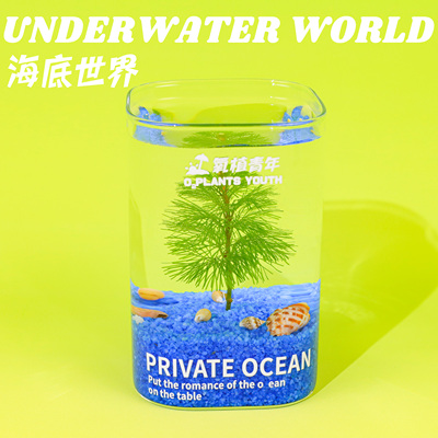 氧植青年海底世界微景观水培绿植