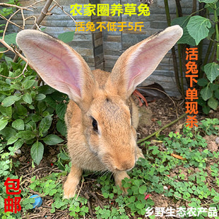 农家圈养草兔肉灰兔新鲜现杀兔子肉净重3斤/只含兔头内脏生鲜包邮